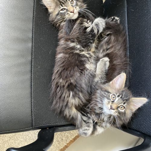 7 chatons maine-coon loof à réserver #3
