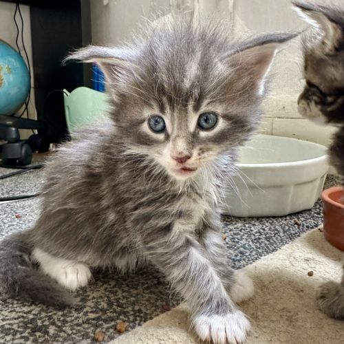 7 chatons maine-coon loof à réserver #6
