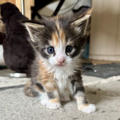 7 chatons maine-coon loof à réserver #8