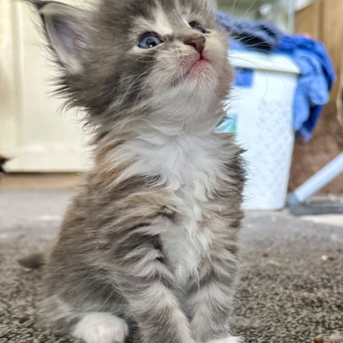 7 chatons maine-coon loof à réserver