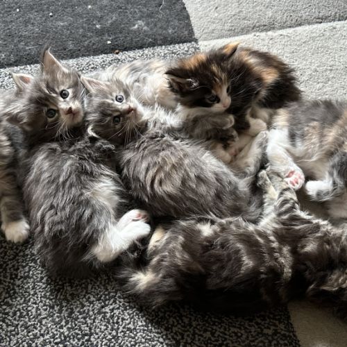 7 chatons maine-coon loof à réserver #10