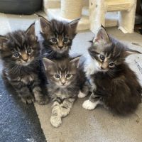 7 chatons maine-coon loof à réserver #1