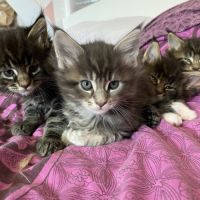 7 chatons maine-coon loof à réserver #2