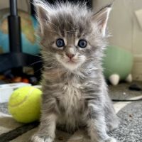 7 chatons maine-coon loof à réserver #4