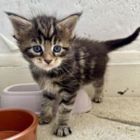 7 chatons maine-coon loof à réserver #5