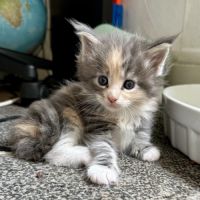 7 chatons maine-coon loof à réserver #7