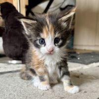7 chatons maine-coon loof à réserver #8