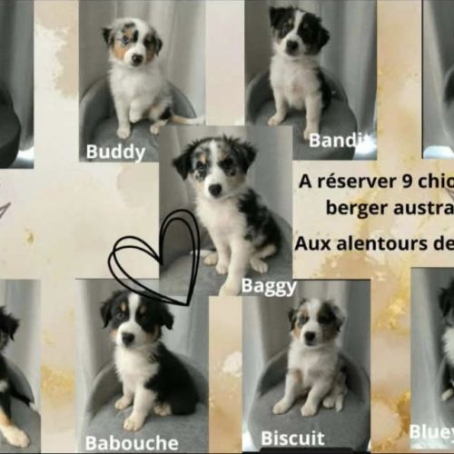 Chiots berger australien lof #0