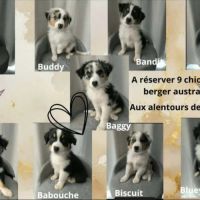 Chiots berger australien lof
