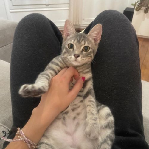 Mimi un concentré de joie et de douceur #0