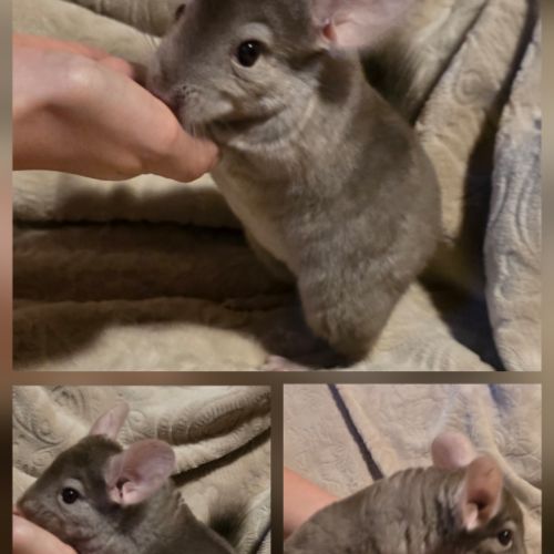 Jeune chinchilla pastel à adopter #1