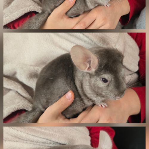 Jeune chinchilla pastel à adopter #0