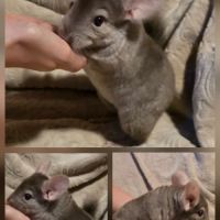 Jeune chinchilla pastel à adopter #1