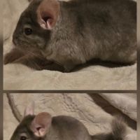 Jeune chinchilla pastel à adopter #3
