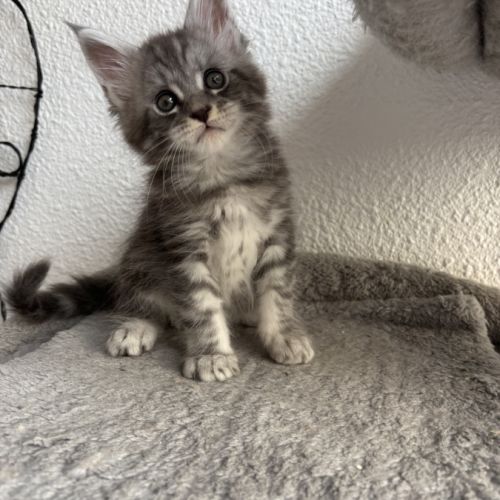 Chatons maine coon loof #1