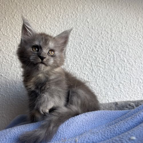 Chatons maine coon loof #4