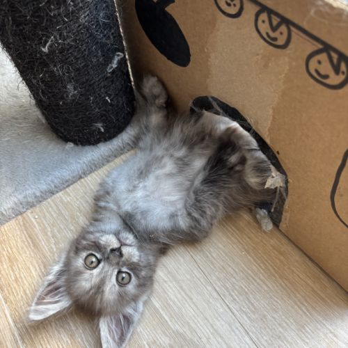Chatons maine coon loof #5
