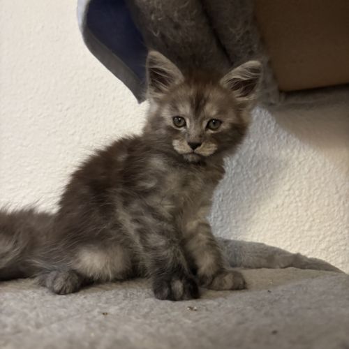 Chatons maine coon loof #6