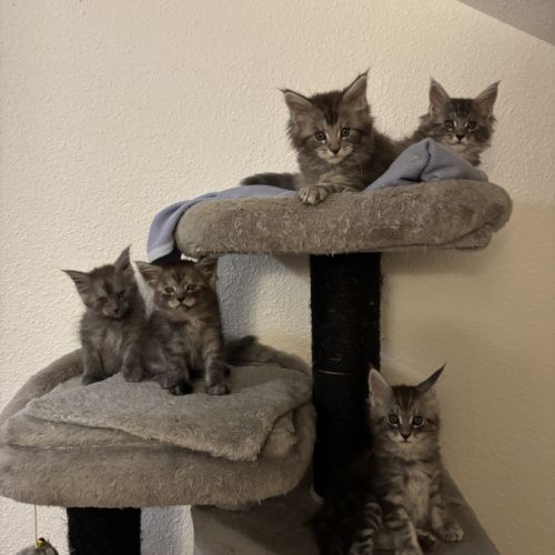 Chatons maine coon loof #7