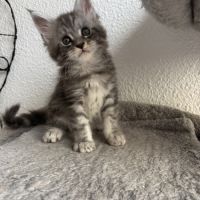 Chatons maine coon loof #1