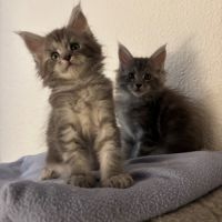 Chatons maine coon loof