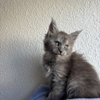 Chatons maine coon loof #3