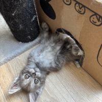 Chatons maine coon loof #5