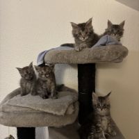 Chatons maine coon loof #7
