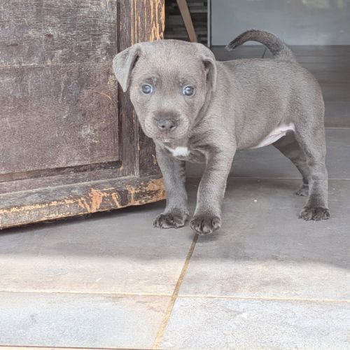Superbes chiots staffordshire bull terrier (staffi #1