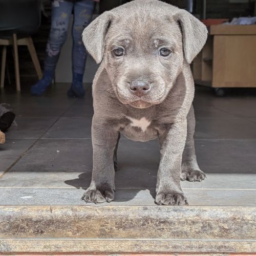 Superbes chiots staffordshire bull terrier (staffi #2