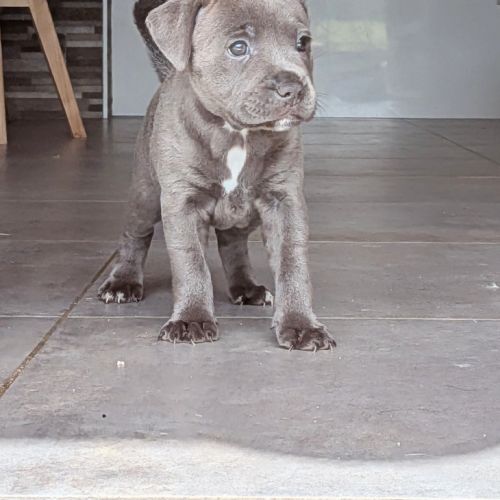 Superbes chiots staffordshire bull terrier (staffi #3