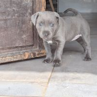 Superbes chiots staffordshire bull terrier (staffi #1