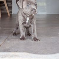 Superbes chiots staffordshire bull terrier (staffi #3