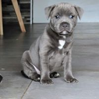 Superbes chiots staffordshire bull terrier (staffi