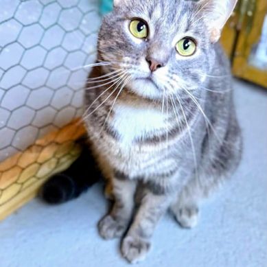 Aïko - junior adorable #4