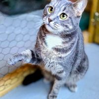 Aïko - junior adorable