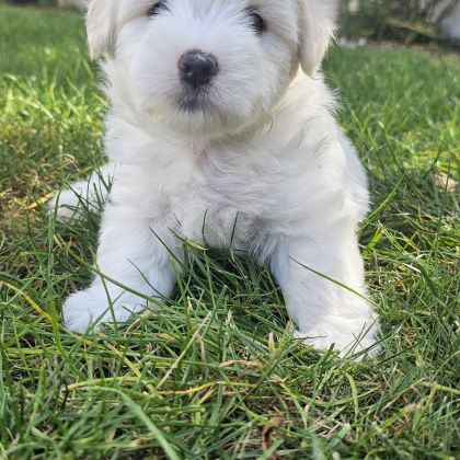 Chiot mâle lof de bientôt 2 mois #1