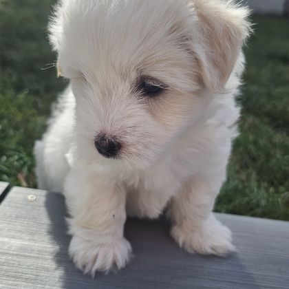Chiot mâle lof de bientôt 2 mois #2