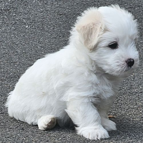 Chiot mâle lof de bientôt 2 mois #0