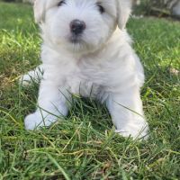 Chiot mâle lof de bientôt 2 mois #1