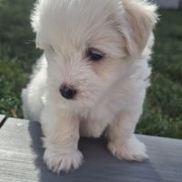 Chiot mâle lof de bientôt 2 mois #2