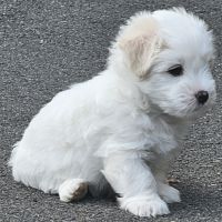 Chiot mâle lof de bientôt 2 mois
