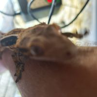 Couple gecko a crête #0