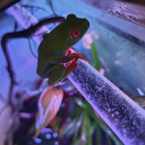 Agalychnis callidryas femelle