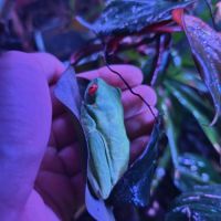 Agalychnis callidryas femelle #1