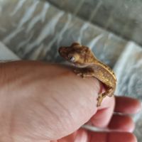Jeune gecko a crête de l'année