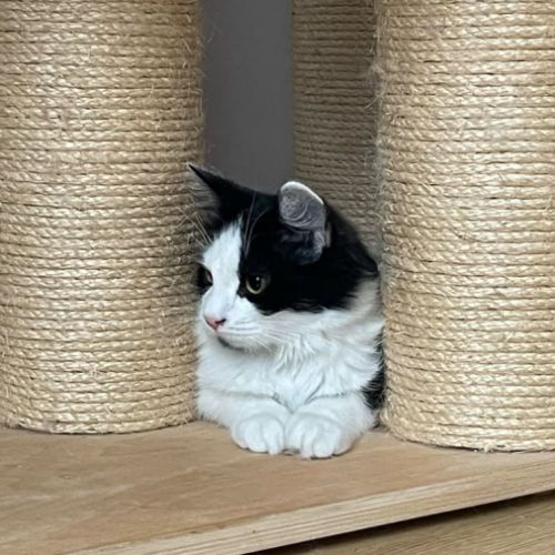 Berlioz un craquant petit curieux #1