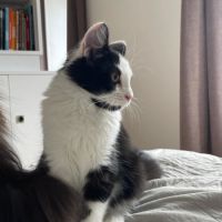Berlioz un craquant petit curieux #3