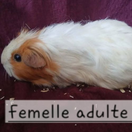 Cochon d'inde femelle adulte #4