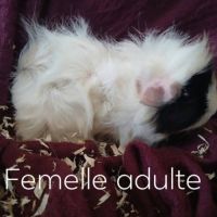 Cochon d'inde femelle adulte #2